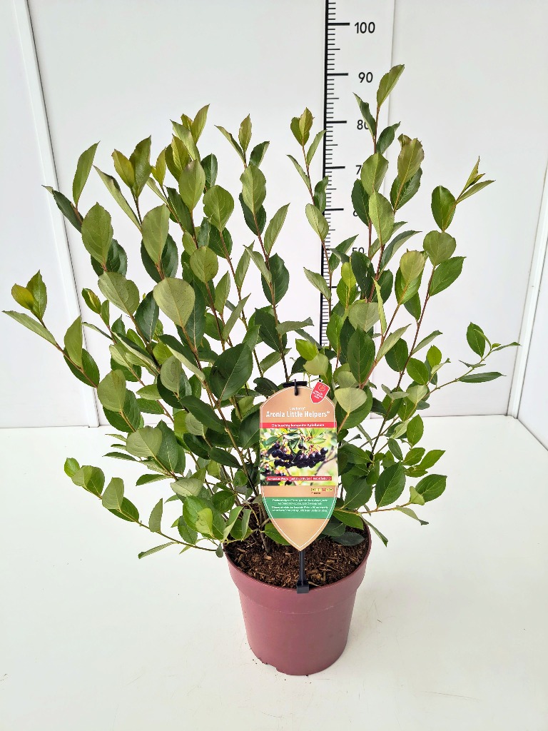 Picture of Aronia mel. Little Helpers P24 (6 Ltr)