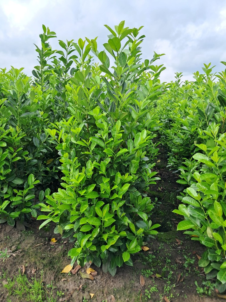 Picture of Prunus laur. Rotundifolia ROOTBALL 175/200CM