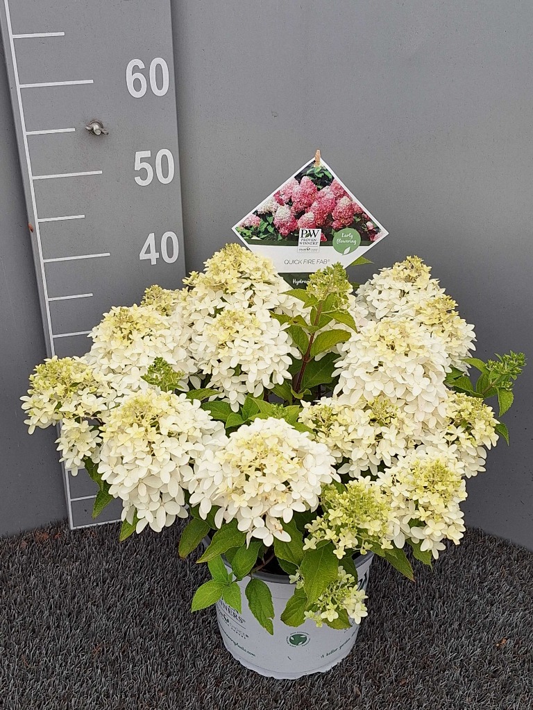 Hydrangea pan. Quick Fire Fab