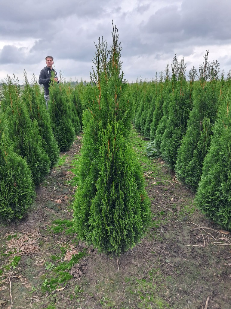 Picture of Thuja occ. Smaragd ROOTBALL 125/150CM