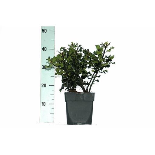 Picture of Ilex meserveae Blue Angel P17 (2 Ltr) 20/25