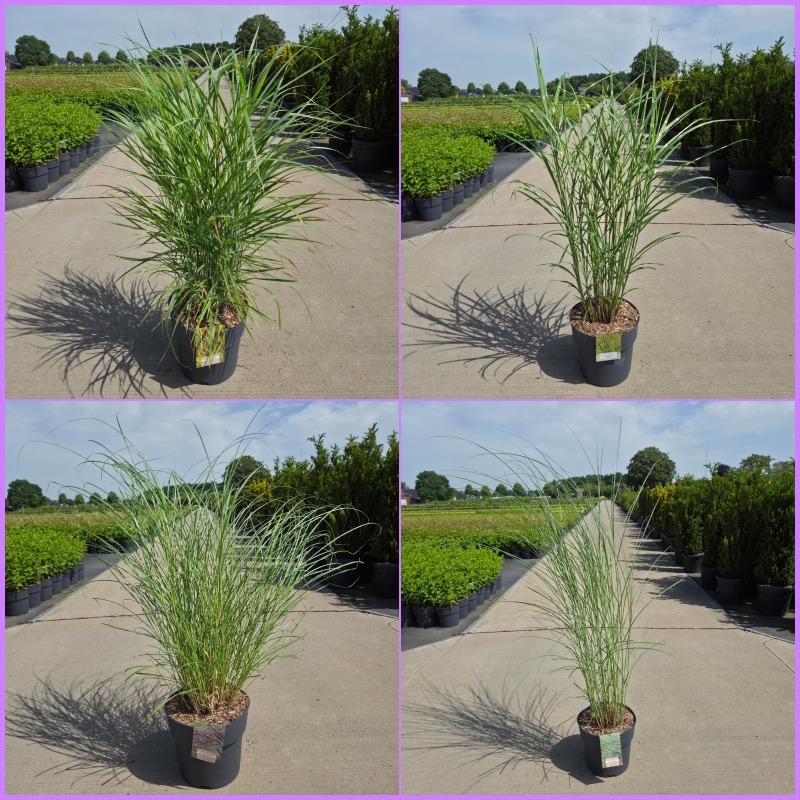 Miscanthus in varieties