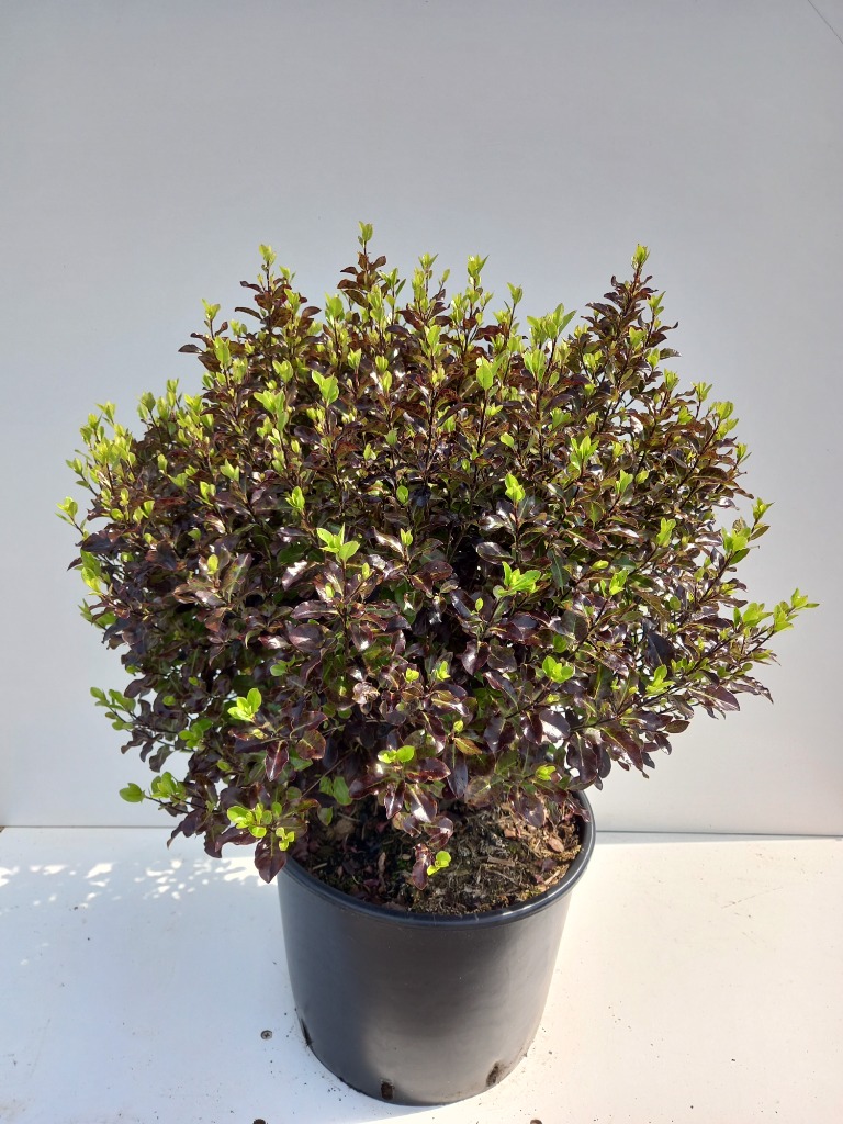 Picture of Pittosporum ten. Tom Thumb C20 50/60