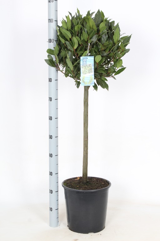 Picture of Laurus nobilis P29 (10 Ltr) 50/STD 35/40 HEAD