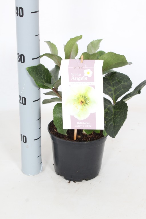 Picture of Helleborus hybridus frostkiss Mollys White P15